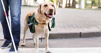 APPALLED AT THE DISCRIMINATION PH DRIVER FINED FOR REFUSING BLIND PASSENGER AND GUIDE DOG