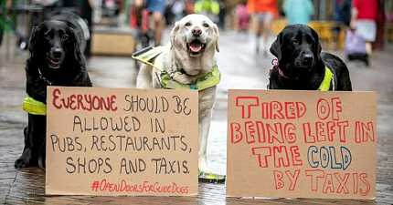 CABBIE TO PAY OVER 1000 FOR FOR REFUSING TO TAKE DISABLED PASSENGERS WITH GUIDE DOGS