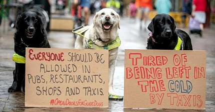 TWO UBER DRIVERS FINED AND LOSE THEIR LICENCES AFTER REFUSING GUIDE DOG PASSENGERS