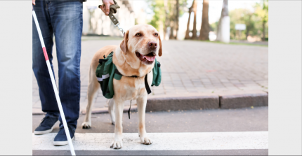 GLASGOW CAB DRIVERS LICENCE SUSPENDED AFTER GUIDE DOG REFUSAL