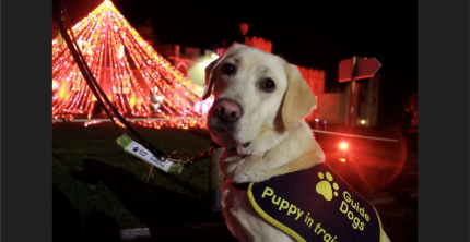 CHARITY DEMANDS LICENCE REVOCATION FOR COVENTRY CABBIES WHO REFUSE GUIDE DOGS